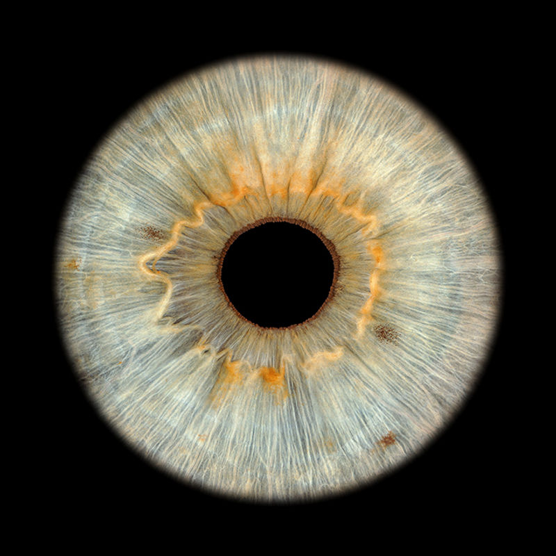Blau-graue Iris mit goldenem Kranz und komplexen Faserstrukturen