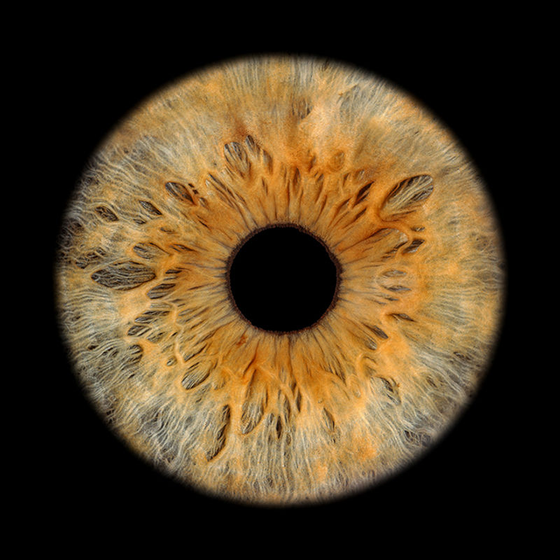 Detail einer goldbraunen Iris mit dynamischen Mustern und Schattierungen