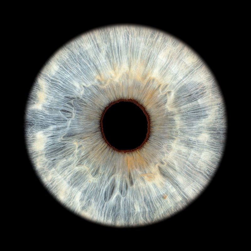 Graue Iris mit karamellfarbenen Akzenten – stille Eleganz