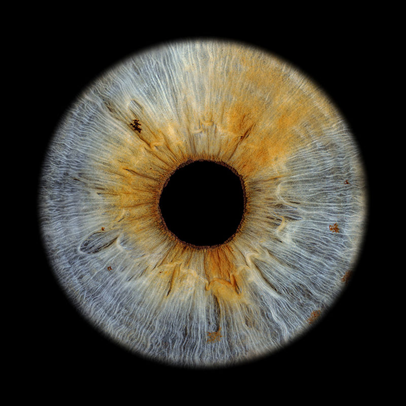 Brau-goldene Iris mit reicher Textur und individueller Schönheit