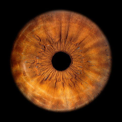 720px Iris Foto