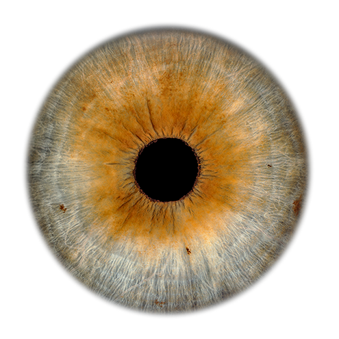 720px Iris Foto
