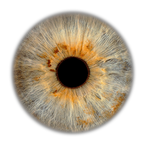 720px Iris Foto