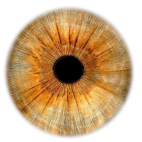 720px Iris Foto