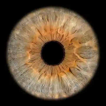 720px Iris Foto