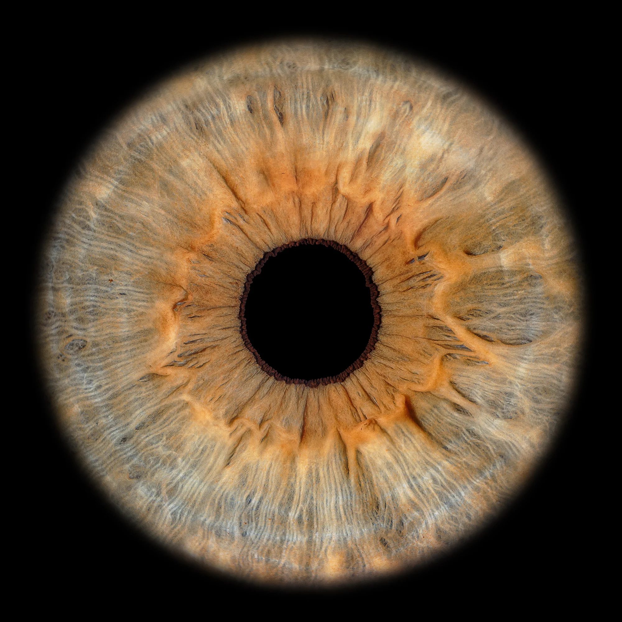 Full Resolution Iris Foto