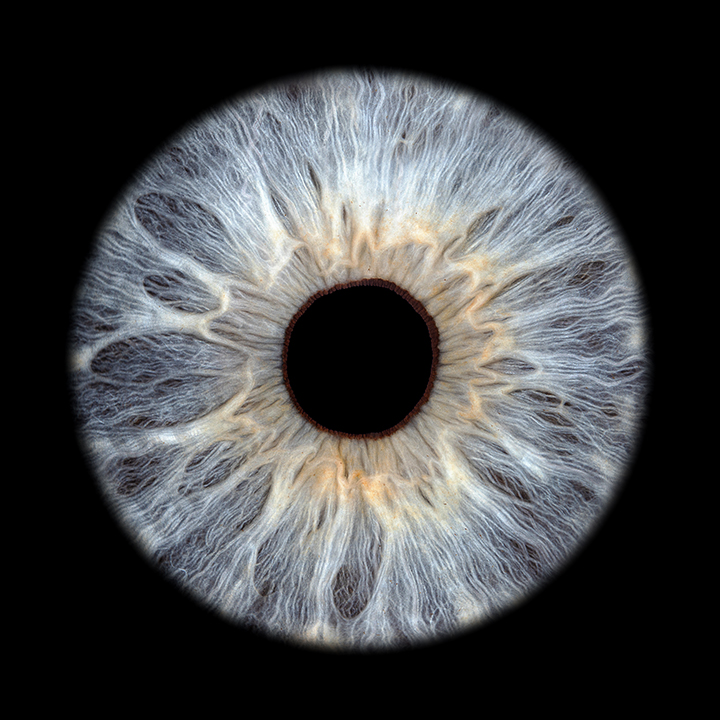 Blaue Iris Makrofotografie auf schwarzem Hintergrund – Iris Foto Schweiz