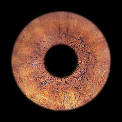 Full Resolution Iris Foto