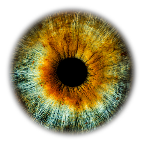 Full Resolution Iris Foto