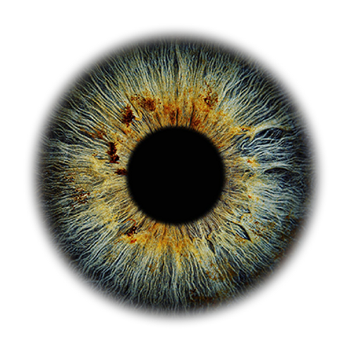 Full Resolution Iris Foto