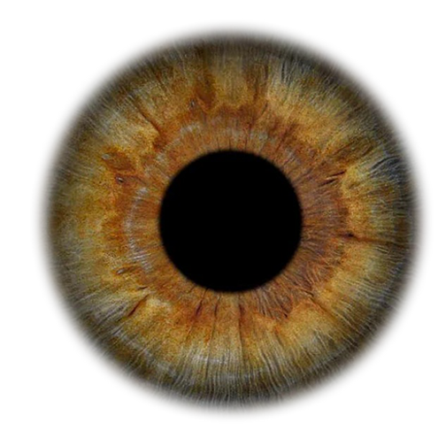 Full Resolution Iris Foto
